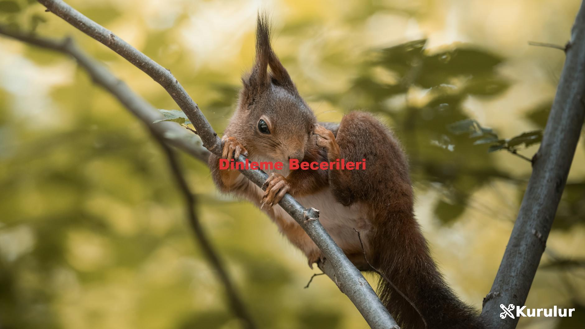 Dinleme Becerileri
