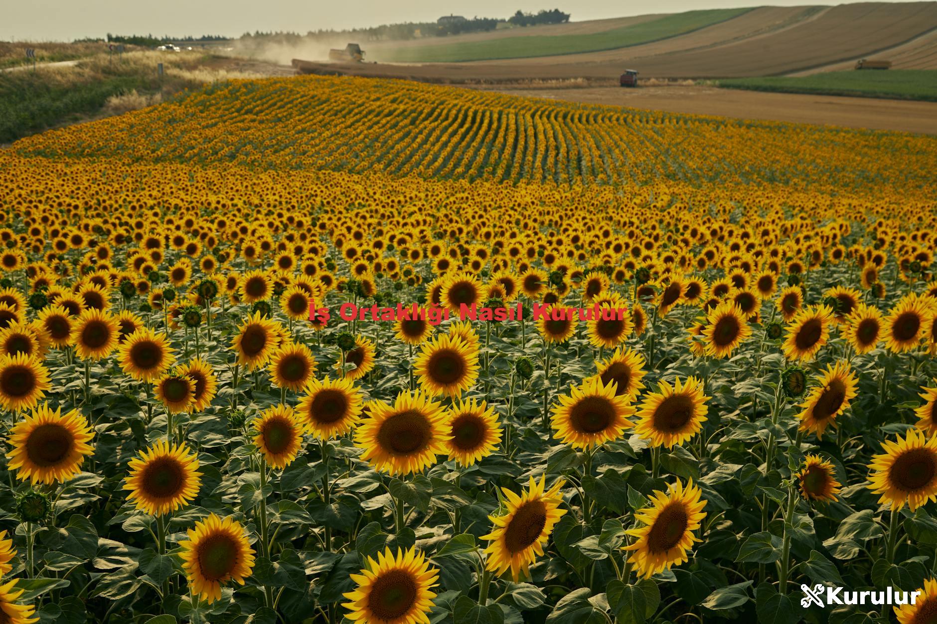 İş Ortaklığı Nasıl Kurulur