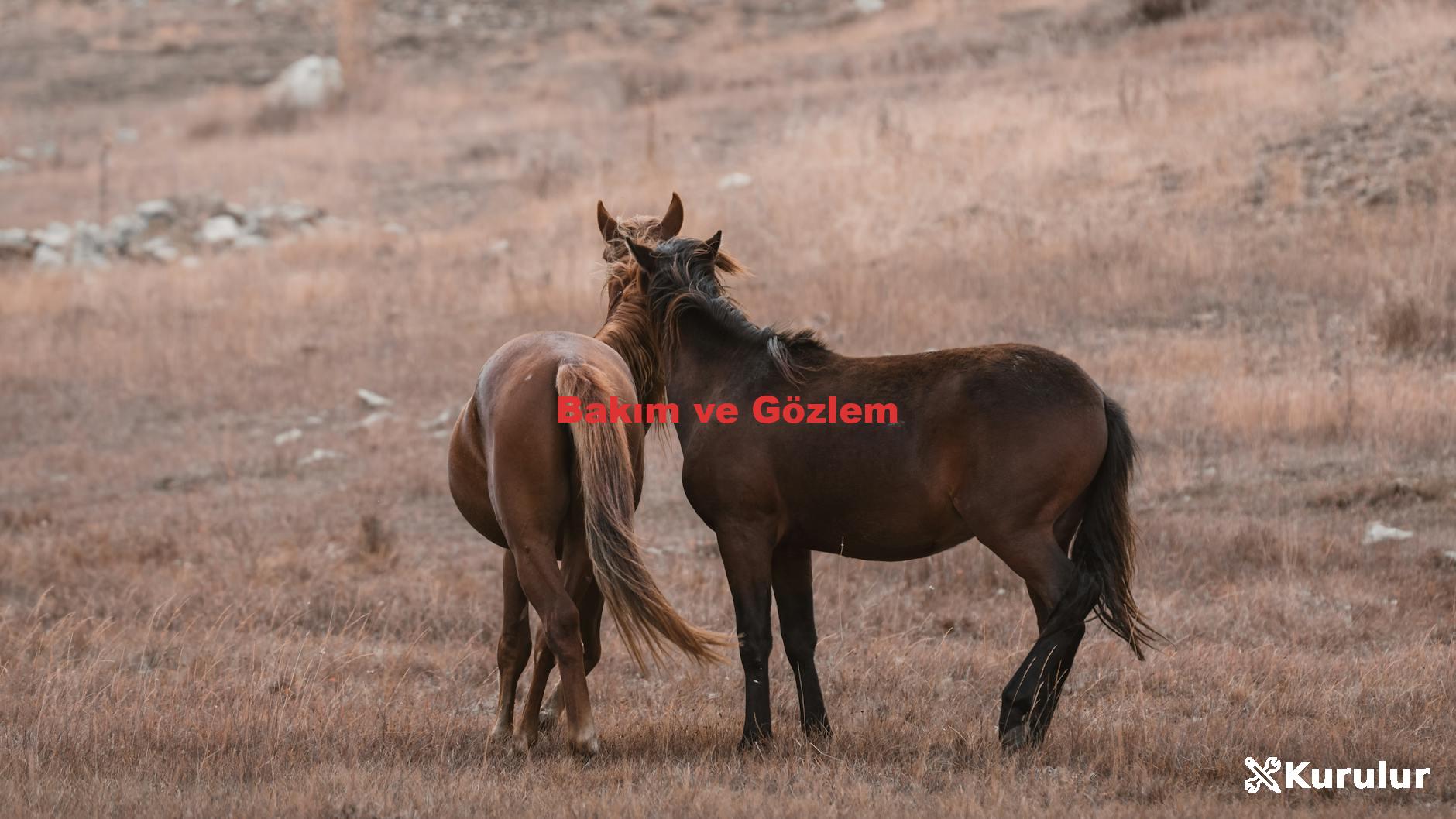 Bakım ve Gözlem